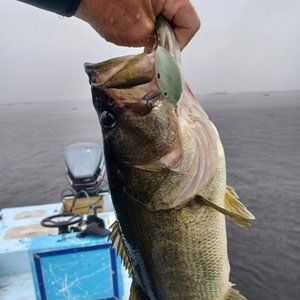 Bass 5.62 lbs.